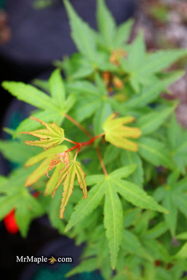 - Acer palmatum 'Seiun no hana' Japanese Maple - Mr Maple │ Buy Japanese Maple Trees