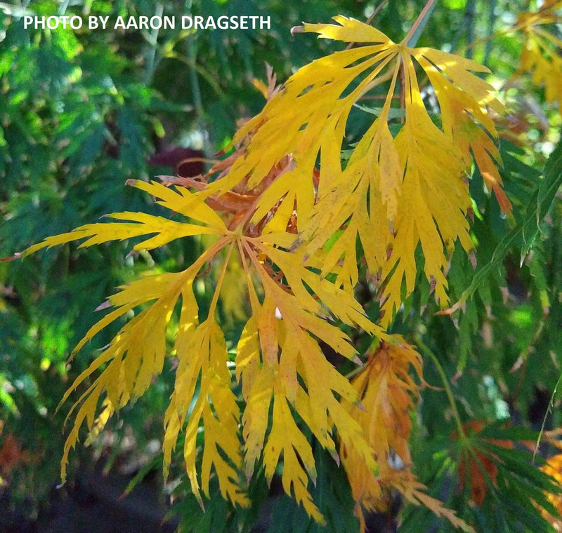 - Acer palmatum 'Sekimori' Weeping Japanese Maple - Mr Maple │ Buy Japanese Maple Trees