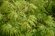 - Acer palmatum 'Sekimori' Weeping Japanese Maple - Mr Maple │ Buy Japanese Maple Trees