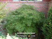 - Acer palmatum 'Sekimori' Weeping Japanese Maple - Mr Maple │ Buy Japanese Maple Trees