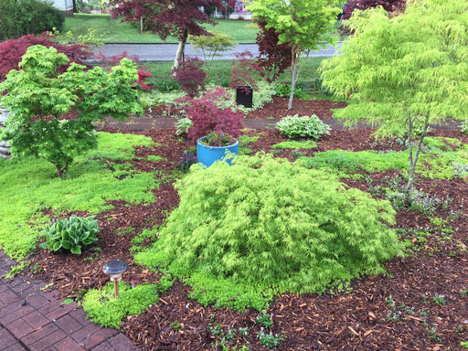 - Acer palmatum 'Sekimori' Weeping Japanese Maple - Mr Maple │ Buy Japanese Maple Trees