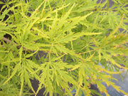 - Acer palmatum 'Sekimori' Weeping Japanese Maple - Mr Maple │ Buy Japanese Maple Trees