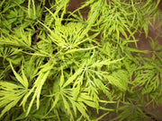 - Acer palmatum 'Sekimori' Weeping Japanese Maple - Mr Maple │ Buy Japanese Maple Trees