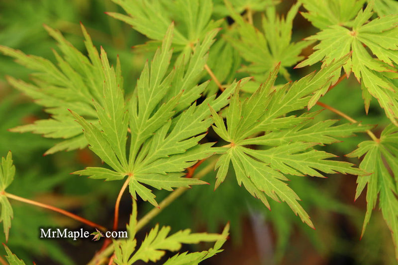 - Acer palmatum 'Sekimori' Weeping Japanese Maple - Mr Maple │ Buy Japanese Maple Trees
