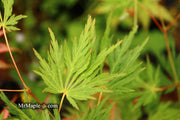 - Acer palmatum 'Sekimori' Weeping Japanese Maple - Mr Maple │ Buy Japanese Maple Trees