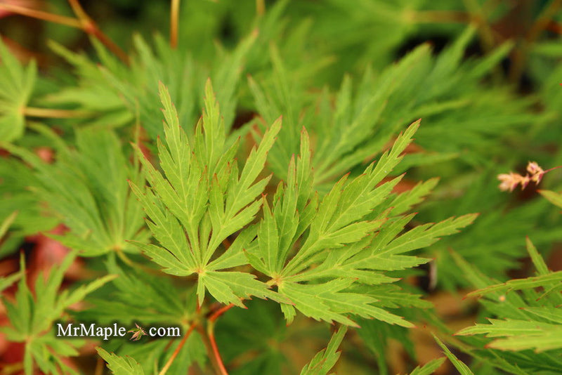 - Acer palmatum 'Sekimori' Weeping Japanese Maple - Mr Maple │ Buy Japanese Maple Trees