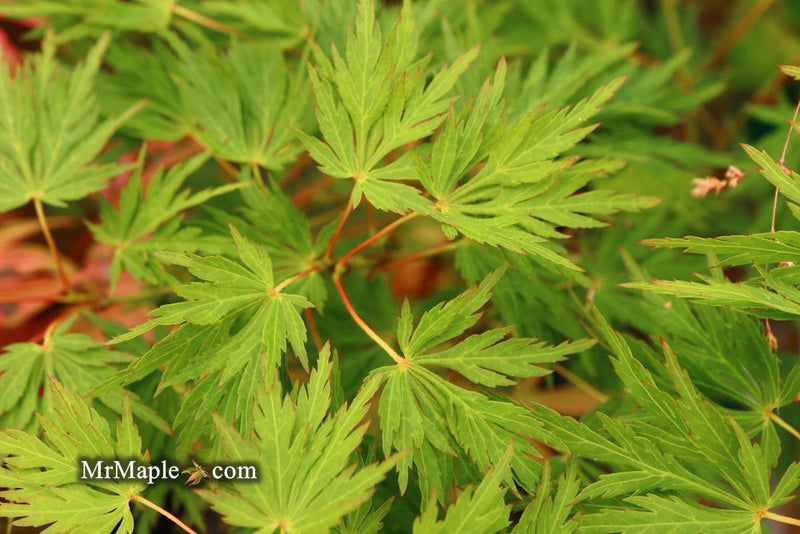 - Acer palmatum 'Sekimori' Weeping Japanese Maple - Mr Maple │ Buy Japanese Maple Trees