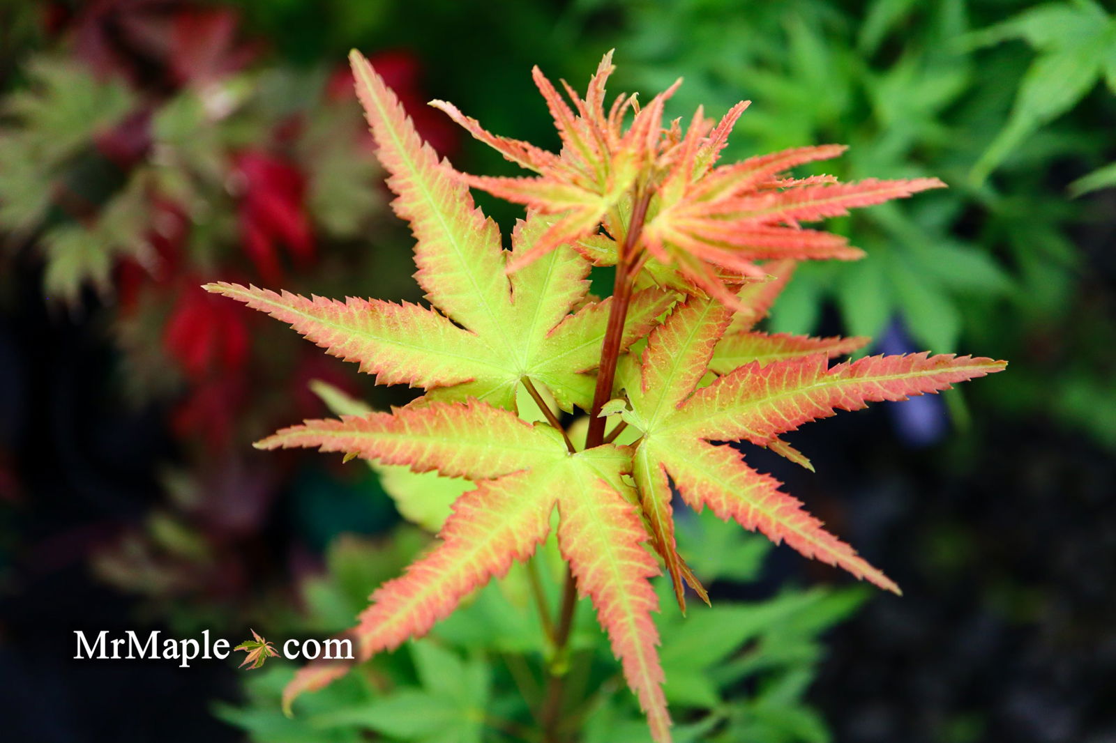 - Acer palmatum 'Sekka yatsubusa' Japanese Maple - Mr Maple │ Buy Japanese Maple Trees