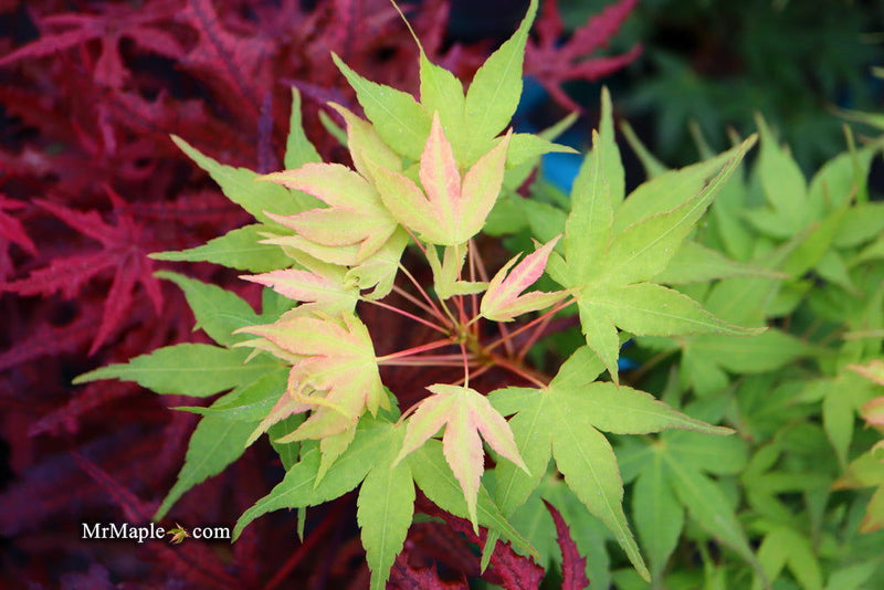 - Acer palmatum 'Sekka yatsubusa' Japanese Maple - Mr Maple │ Buy Japanese Maple Trees