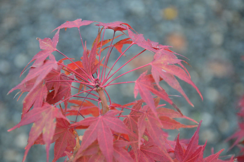 - Acer palmatum 'Sekka yatsubusa' Japanese Maple - Mr Maple │ Buy Japanese Maple Trees
