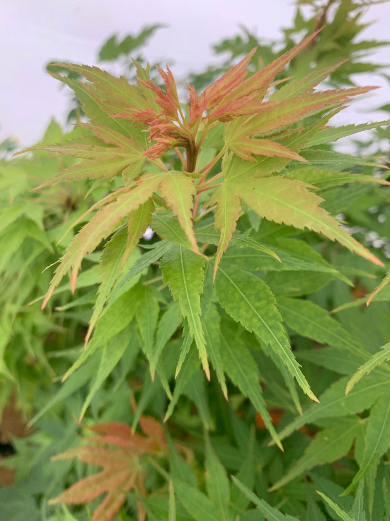 - Acer palmatum 'Sekka yatsubusa' Japanese Maple - Mr Maple │ Buy Japanese Maple Trees