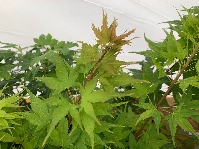 - Acer palmatum 'Sekka yatsubusa' Japanese Maple - Mr Maple │ Buy Japanese Maple Trees