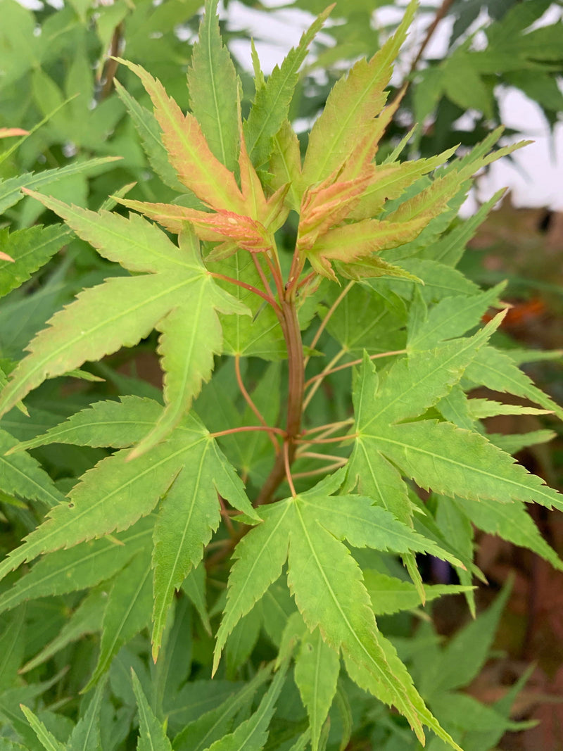 - Acer palmatum 'Sekka yatsubusa' Japanese Maple - Mr Maple │ Buy Japanese Maple Trees