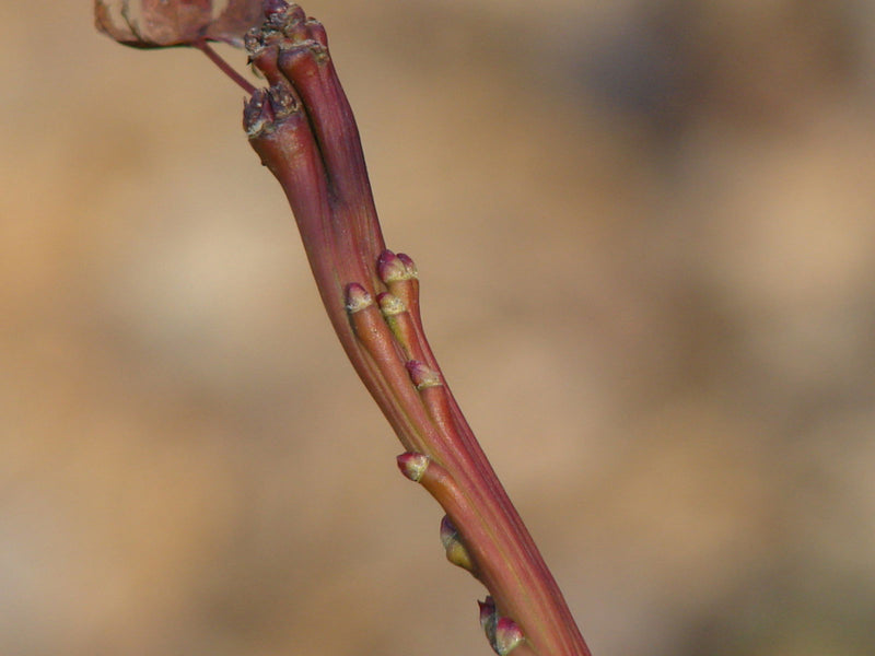 - Acer palmatum 'Sekka yatsubusa' Japanese Maple - Mr Maple │ Buy Japanese Maple Trees