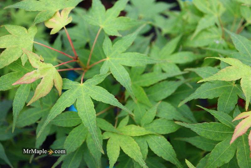 - Acer palmatum 'Sekka yatsubusa' Japanese Maple - Mr Maple │ Buy Japanese Maple Trees