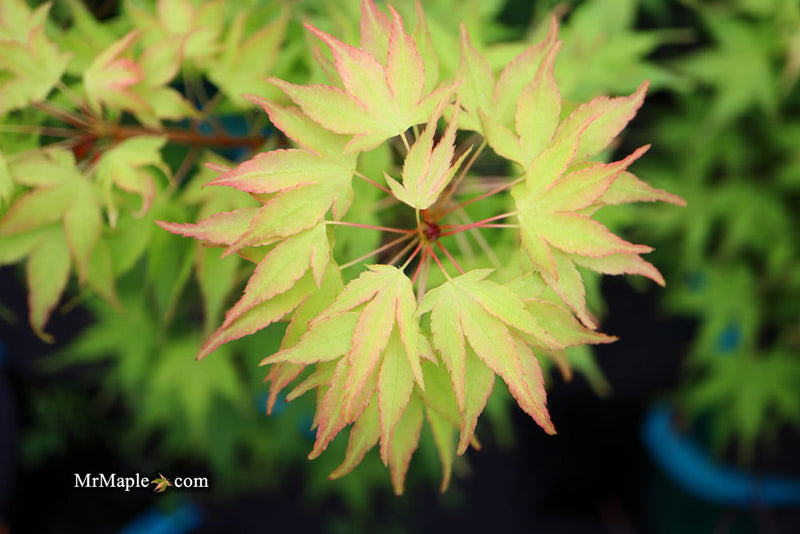 - Acer palmatum 'Sekka yatsubusa' Japanese Maple - Mr Maple │ Buy Japanese Maple Trees