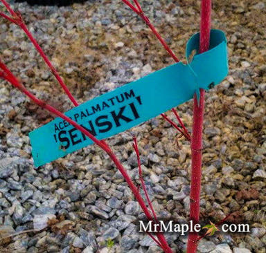 - Acer palmatum 'Senski' Coral Bark Japanese Maple - Mr Maple │ Buy Japanese Maple Trees