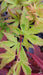 - Acer palmatum 'Seuss's Sister' Dwarf Variegated Japanese Maple - Mr Maple │ Buy Japanese Maple Trees