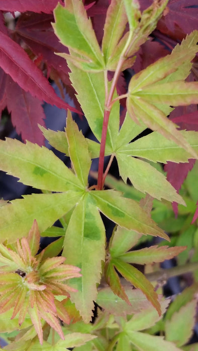 - Acer palmatum 'Seuss's Sister' Dwarf Variegated Japanese Maple - Mr Maple │ Buy Japanese Maple Trees