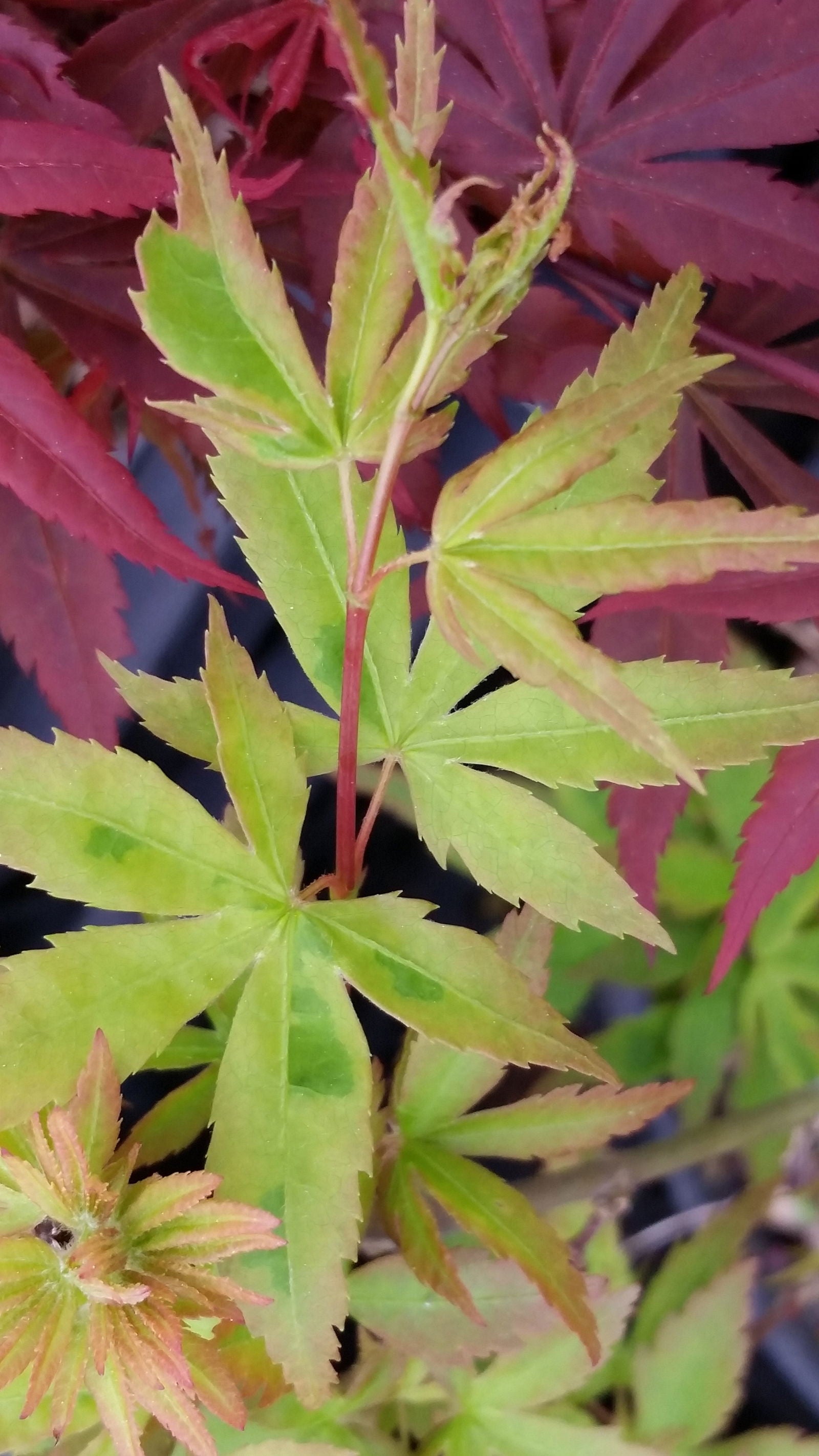 Buy Acer palmatum 'Seuss's Sister' Dwarf Variegated Japanese Maple