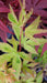 - Acer palmatum 'Seuss's Sister' Dwarf Variegated Japanese Maple - Mr Maple │ Buy Japanese Maple Trees