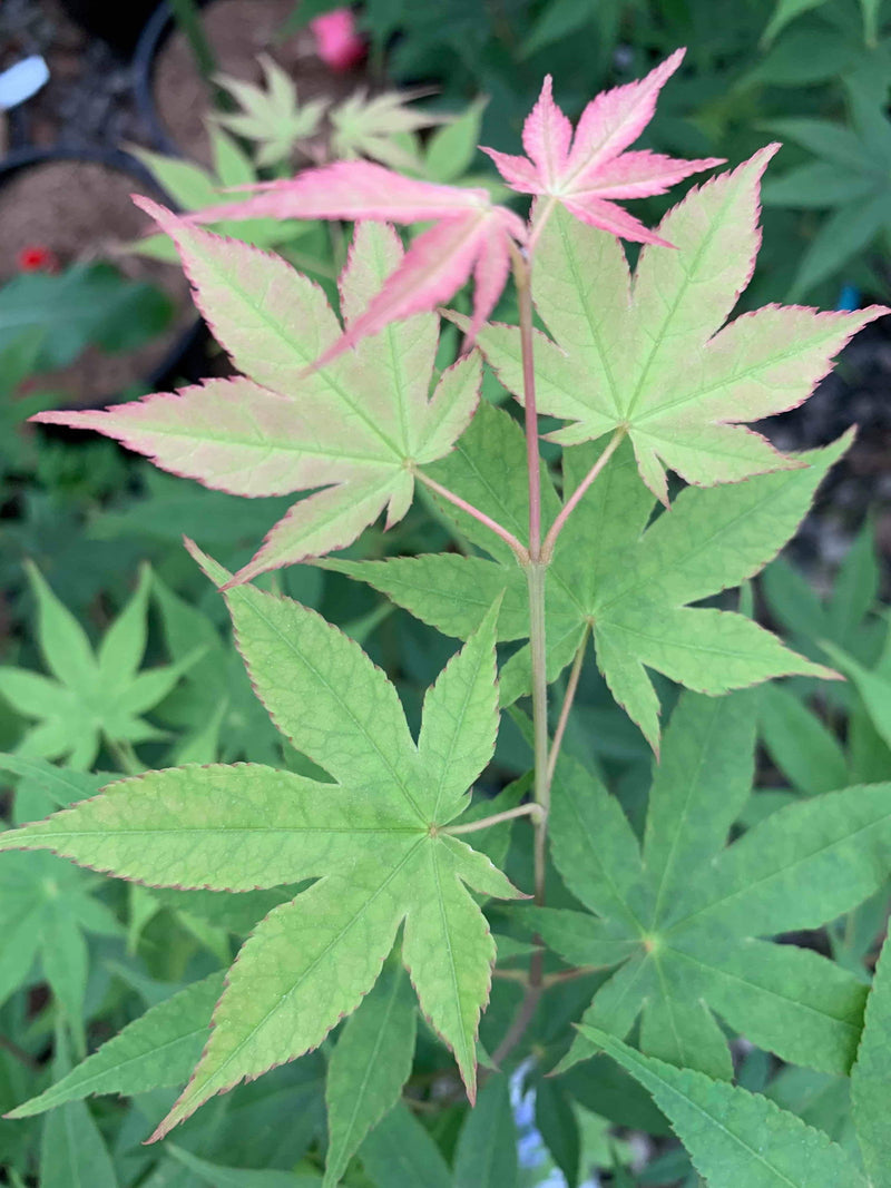 - Acer palmatum 'Shadow Selection' Japanese Maple - Mr Maple │ Buy Japanese Maple Trees