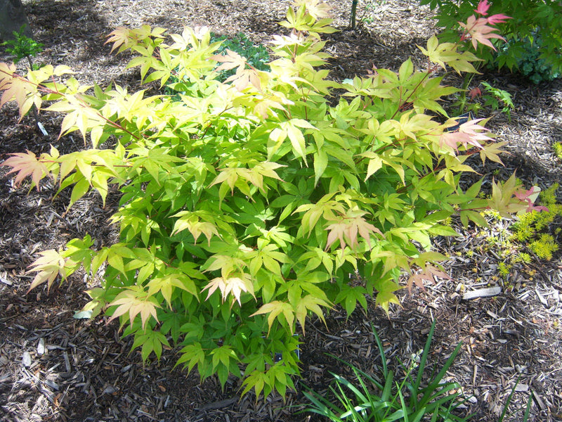 - Acer palmatum 'Shadow Selection' Japanese Maple - Mr Maple │ Buy Japanese Maple Trees