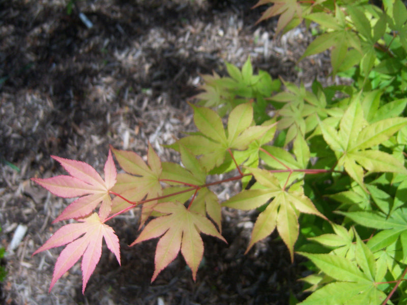 - Acer palmatum 'Shadow Selection' Japanese Maple - Mr Maple │ Buy Japanese Maple Trees