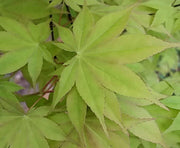 - Acer palmatum 'Shadow Selection' Japanese Maple - Mr Maple │ Buy Japanese Maple Trees
