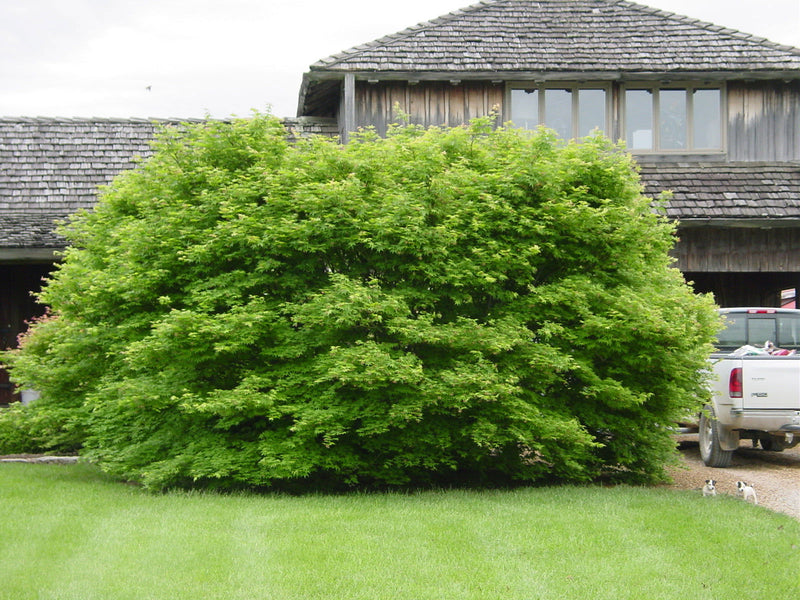 - Acer palmatum 'Shadow Selection' Japanese Maple - Mr Maple │ Buy Japanese Maple Trees