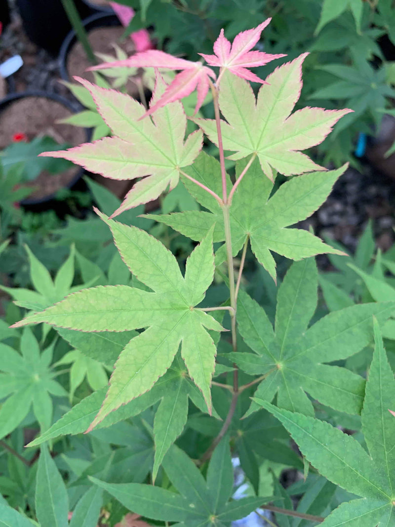 - Acer palmatum 'Shadow Selection' Japanese Maple - Mr Maple │ Buy Japanese Maple Trees