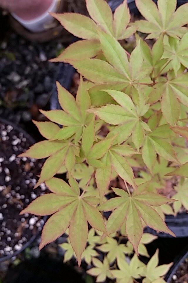 - Acer palmatum 'Shadow Selection' Japanese Maple - Mr Maple │ Buy Japanese Maple Trees