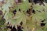 - Acer palmatum 'Shadow Selection' Japanese Maple - Mr Maple │ Buy Japanese Maple Trees