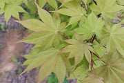 - Acer palmatum 'Shadow Selection' Japanese Maple - Mr Maple │ Buy Japanese Maple Trees