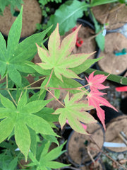 - Acer palmatum 'Shadow Selection' Japanese Maple - Mr Maple │ Buy Japanese Maple Trees