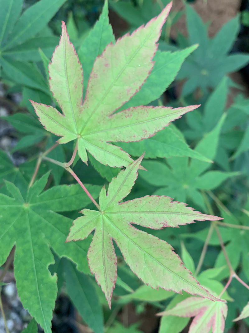 - Acer palmatum 'Shadow Selection' Japanese Maple - Mr Maple │ Buy Japanese Maple Trees