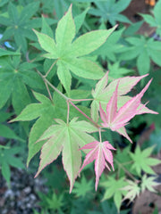 - Acer palmatum 'Shadow Selection' Japanese Maple - Mr Maple │ Buy Japanese Maple Trees