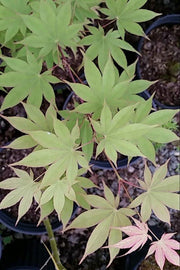- Acer palmatum 'Shadow Selection' Japanese Maple - Mr Maple │ Buy Japanese Maple Trees