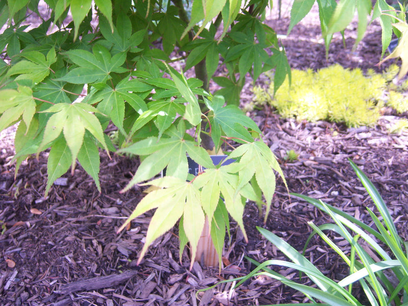 - Acer palmatum 'Shadow Selection' Japanese Maple - Mr Maple │ Buy Japanese Maple Trees