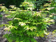 - Acer palmatum 'Shadow Selection' Japanese Maple - Mr Maple │ Buy Japanese Maple Trees