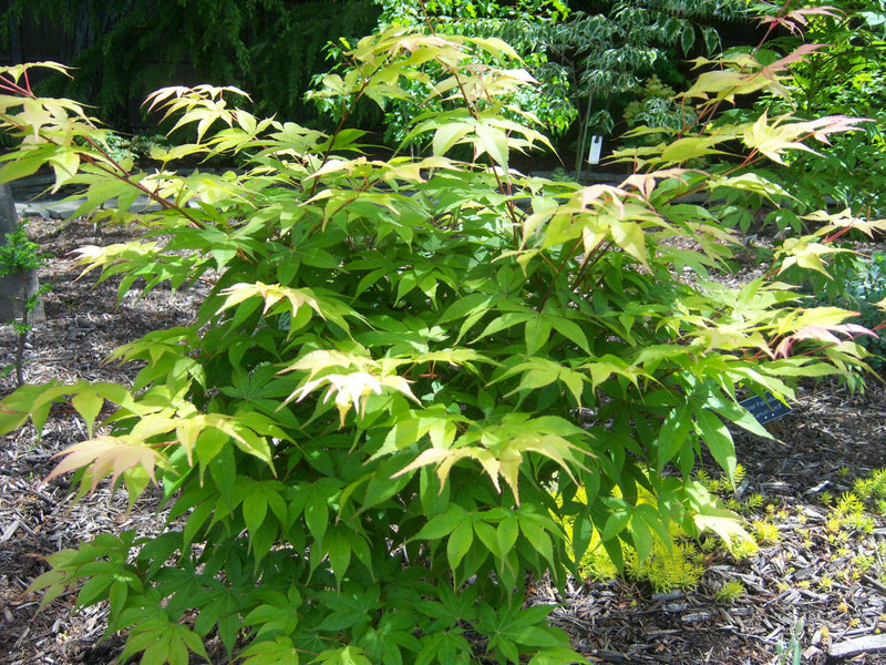 - Acer palmatum 'Shadow Selection' Japanese Maple - Mr Maple │ Buy Japanese Maple Trees