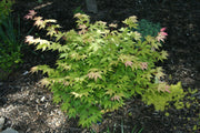 - Acer palmatum 'Shadow Selection' Japanese Maple - Mr Maple │ Buy Japanese Maple Trees