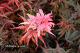 - Acer palmatum 'Shaina' Dwarf Red Japanese Maple Tree - Mr Maple │ Buy Japanese Maple Trees