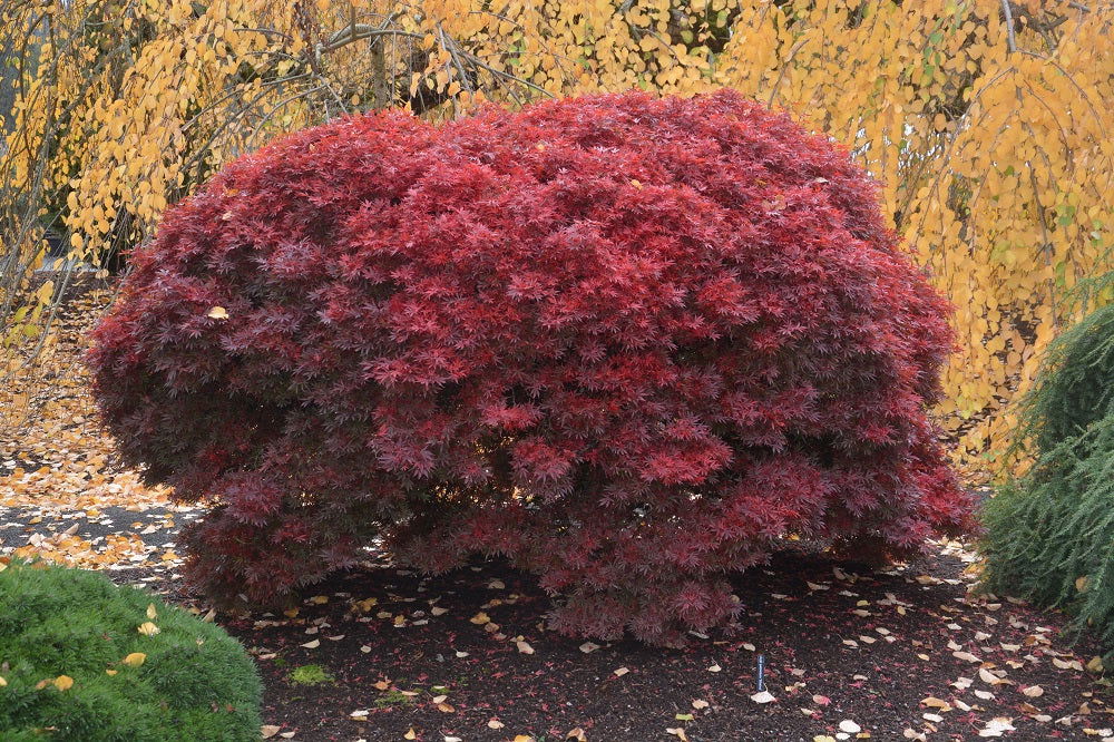 - Acer palmatum 'Shaina' Dwarf Red Japanese Maple Tree - Mr Maple │ Buy Japanese Maple Trees