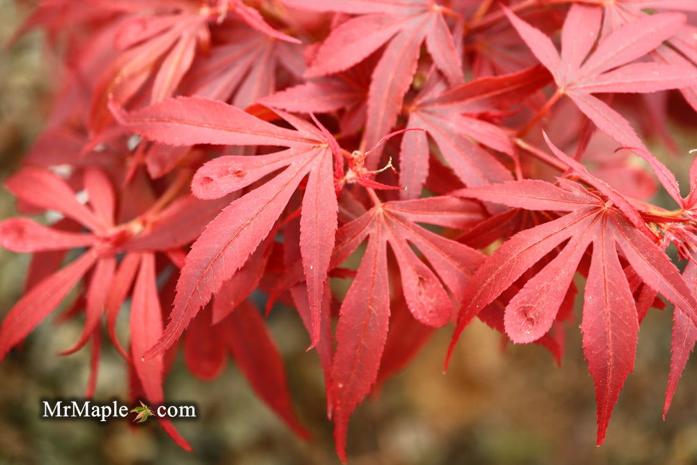 - Acer palmatum 'Shaina' Dwarf Red Japanese Maple Tree - Mr Maple │ Buy Japanese Maple Trees