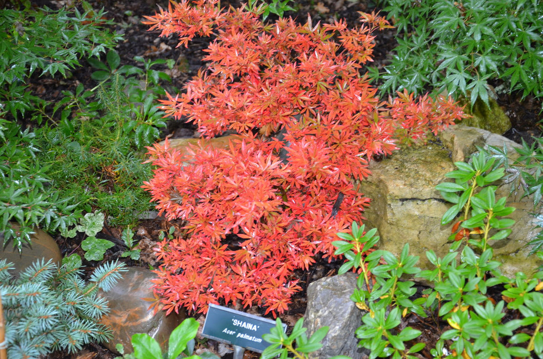 - Acer palmatum 'Shaina' Dwarf Red Japanese Maple Tree - Mr Maple │ Buy Japanese Maple Trees