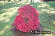 - Acer palmatum 'Shaina' Dwarf Red Japanese Maple Tree - Mr Maple │ Buy Japanese Maple Trees