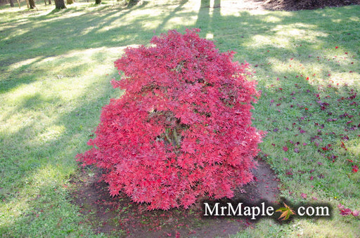 '- Acer palmatum 'Shaina' Dwarf Red Japanese Maple Tree - Mr Maple │ Buy Japanese Maple Trees