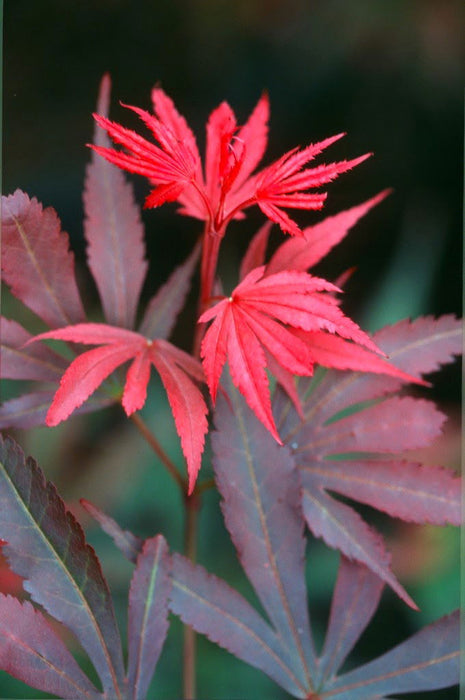 - Acer palmatum 'Shaina' Dwarf Red Japanese Maple Tree - Mr Maple │ Buy Japanese Maple Trees