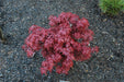 - Acer palmatum 'Shaina' Dwarf Red Japanese Maple Tree - Mr Maple │ Buy Japanese Maple Trees